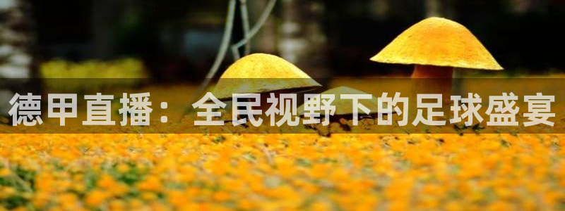 小九直播
